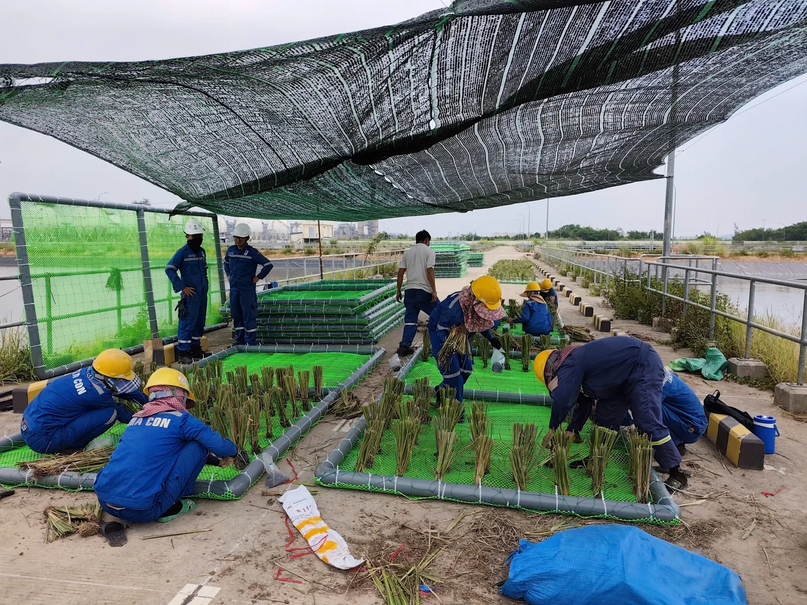 Nhóm công nhân đồng phục xanh đội mũ bảo hộ vàng đang cấy hom cỏ Vetiver vào bè nổi lưới xanh dưới mái lưới che nắng cạnh hồ nước thải