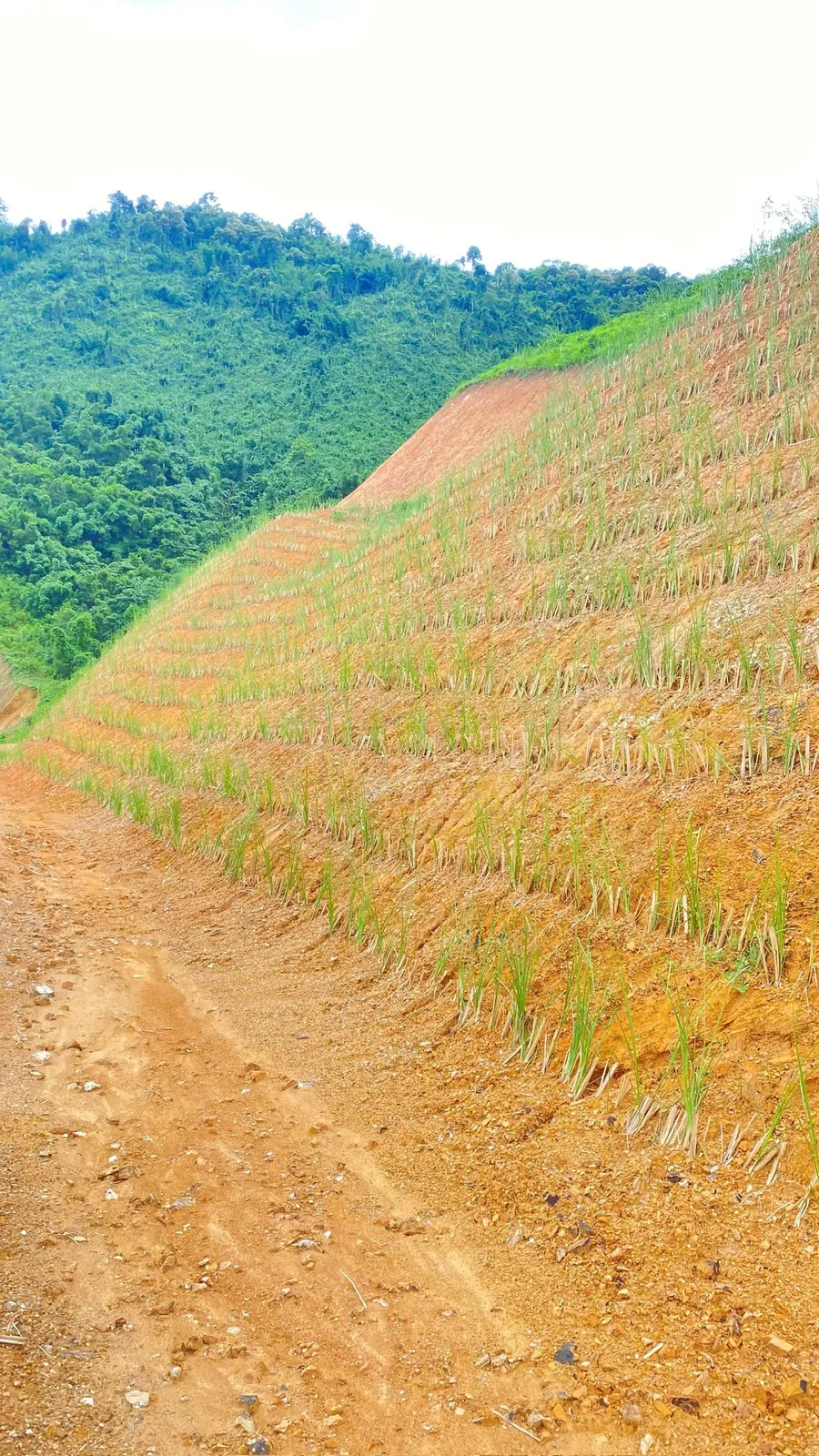 Ổn định mái dốc bằng cỏ Vetiver