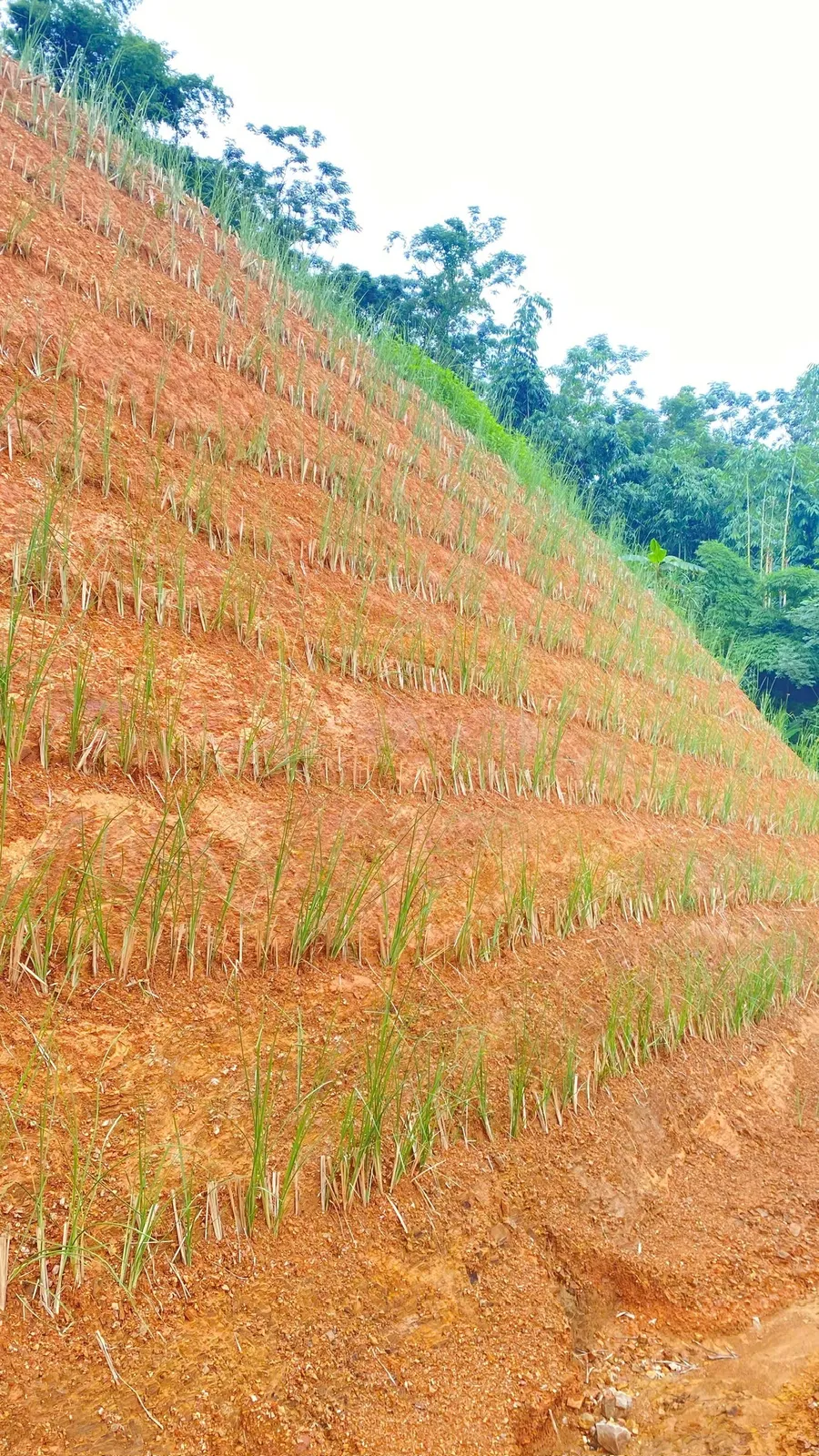 Mái taluy đất đỏ với các hàng cỏ Vetiver mới bén rễ đâm lá xanh