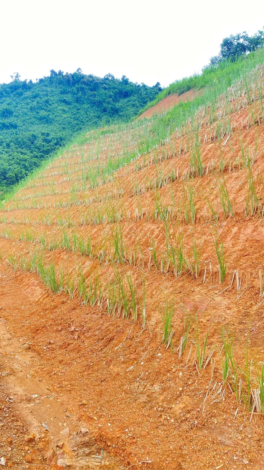 Mái taluy đất đỏ trồng cỏ Vetiver với phần trên đã phủ xanh, nhìn từ đường đất dưới chân