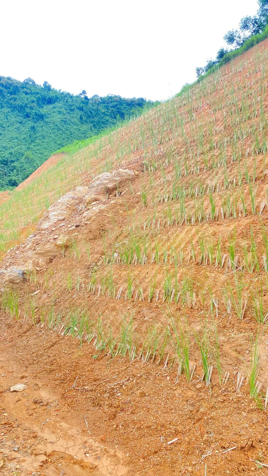 Mái taluy đất đỏ trồng cỏ Vetiver có mỏm đá lộ thiên giữa dốc, các hàng hom đã nhú xanh