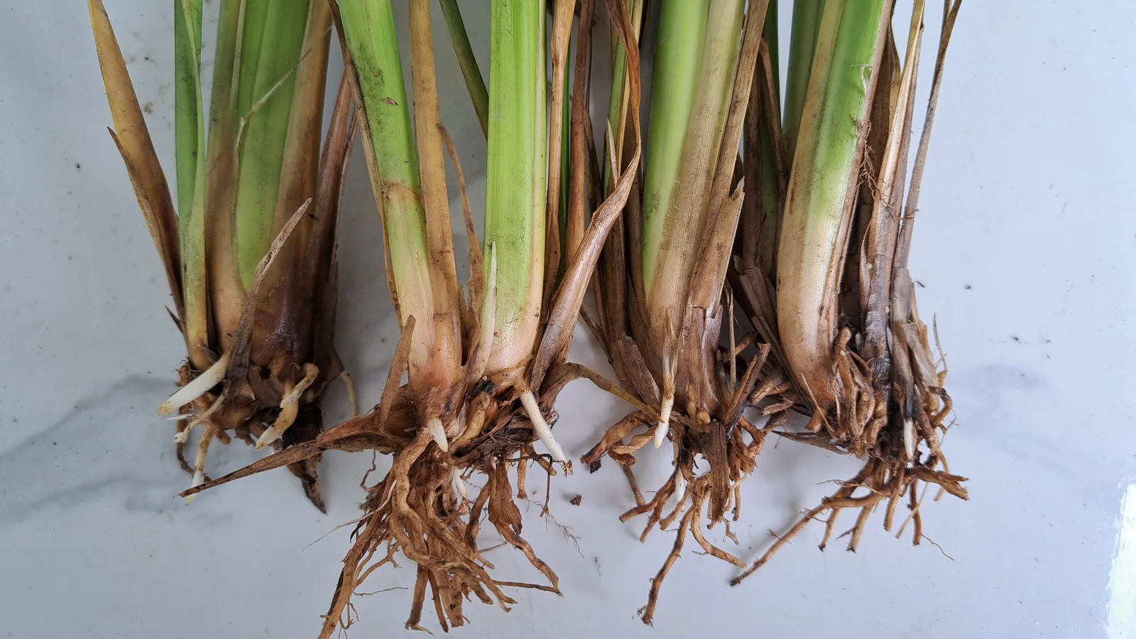 Bốn hom giống cỏ Vetiver thân xanh rễ nâu bày trên bàn đá trắng khoe chi tiết bộ rễ