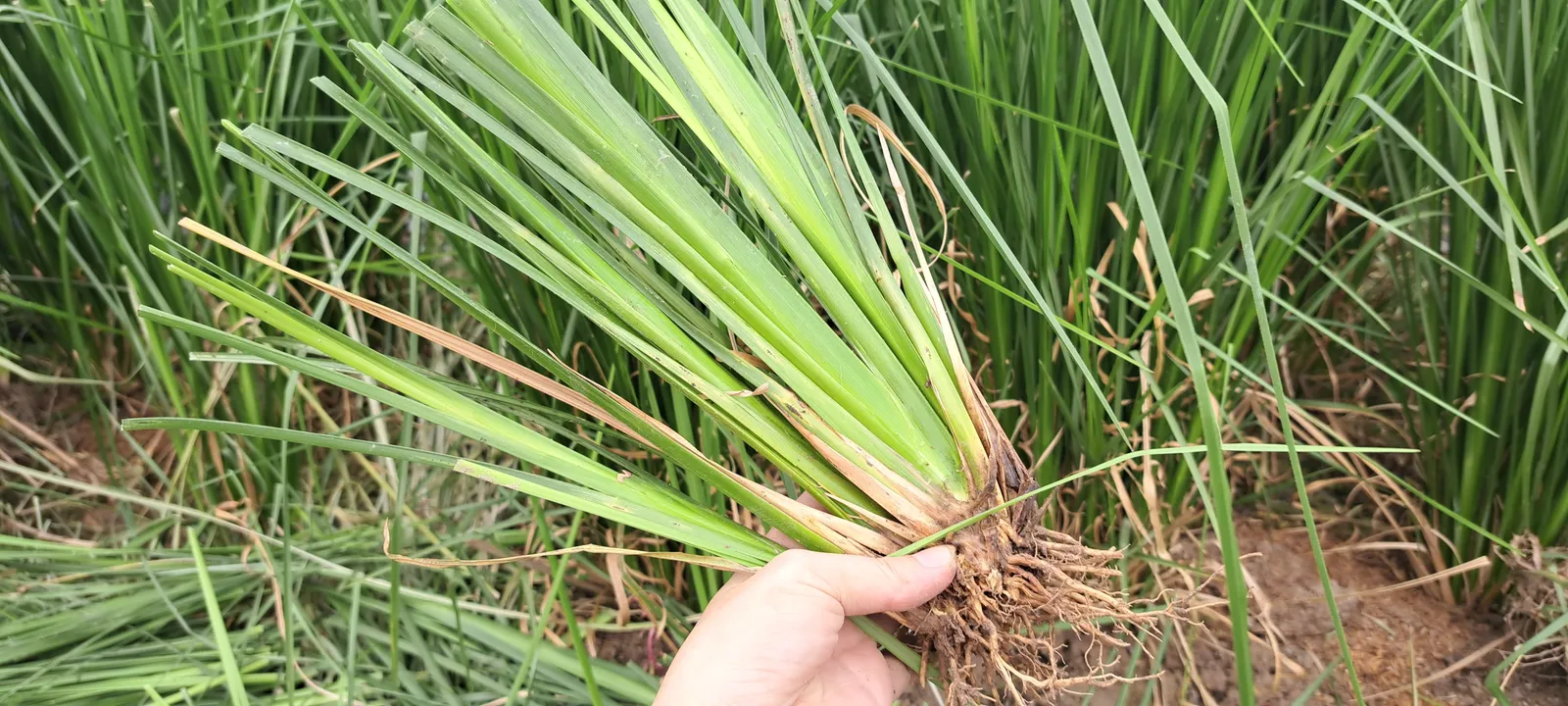 Tay cầm cụm hom giống cỏ Vetiver còn khối rễ vừa tách giữa ruộng