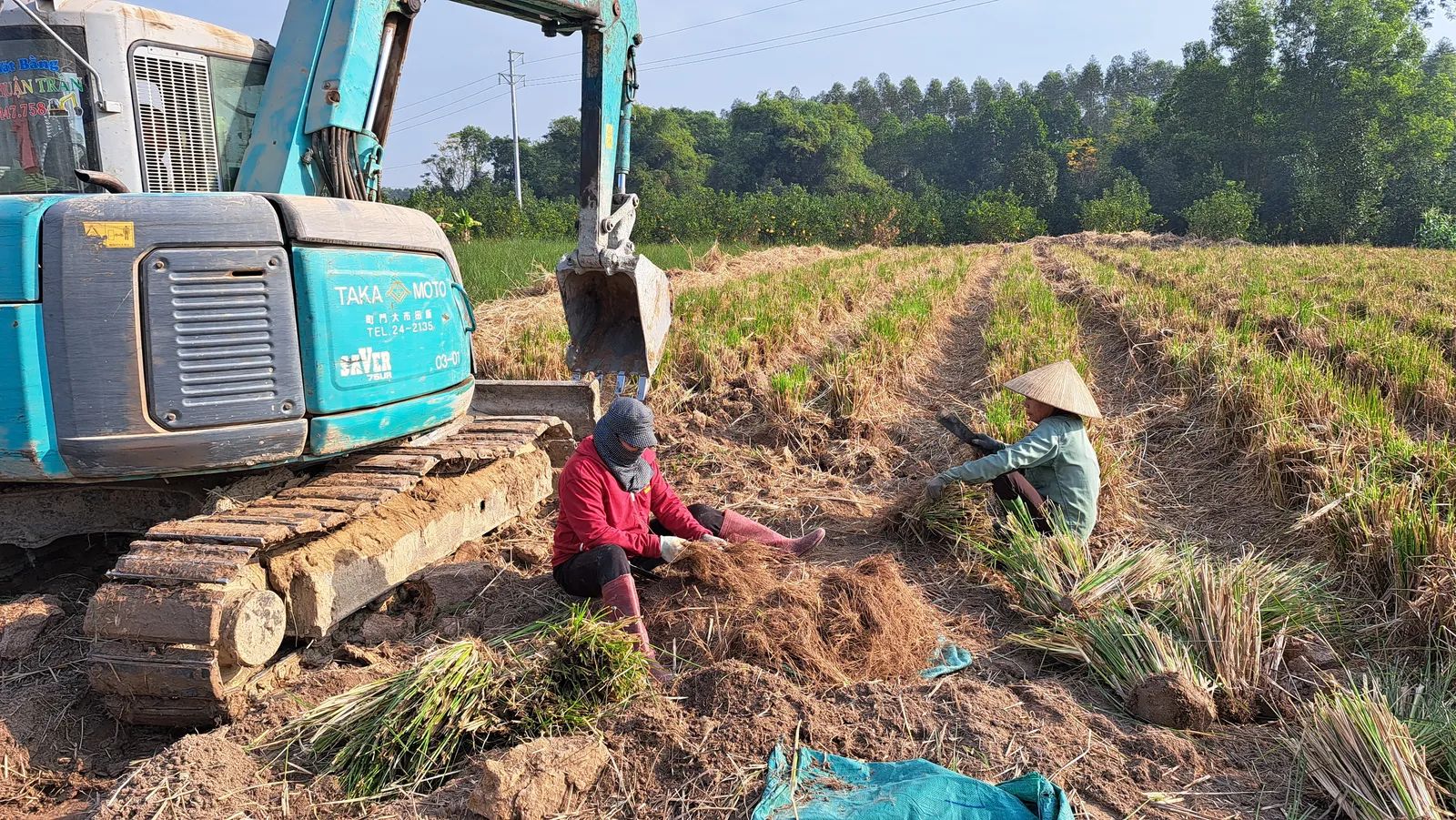Hai người ngồi tách rễ hom cỏ Vetiver bên bánh xích máy xúc, bao tải xanh và rễ vun đống trên đất