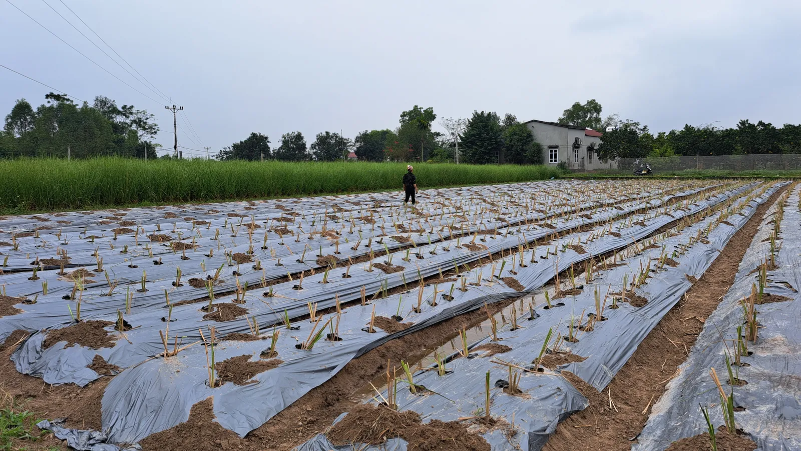 Ruộng hom cỏ Vetiver mới trồng trên luống màng phủ nilon, người đứng giữa ruộng quan sát, vạt Vetiver trưởng thành xanh cao làm nền