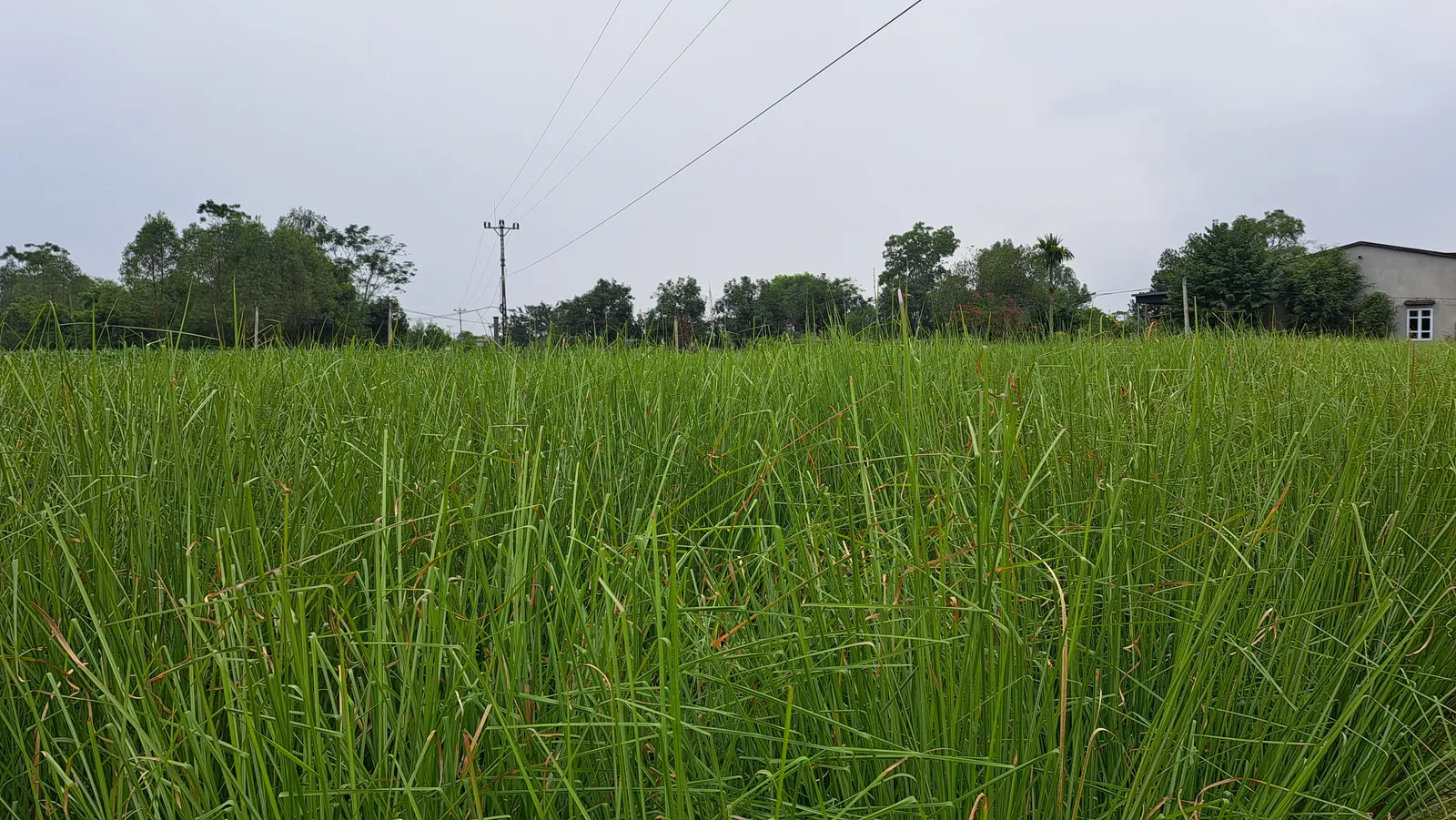 Băng cỏ Vetiver giữ đất trên đất dốc