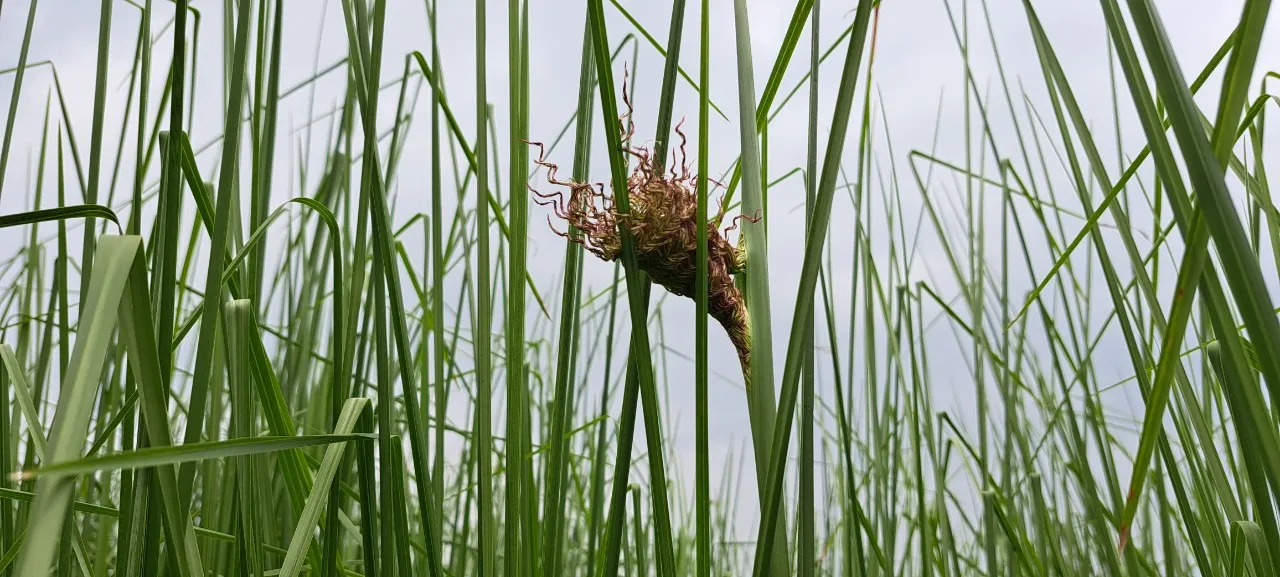 Chồi bông cỏ Vetiver tại vườn giống gốc — cây ra hoa nhưng không kết hạt