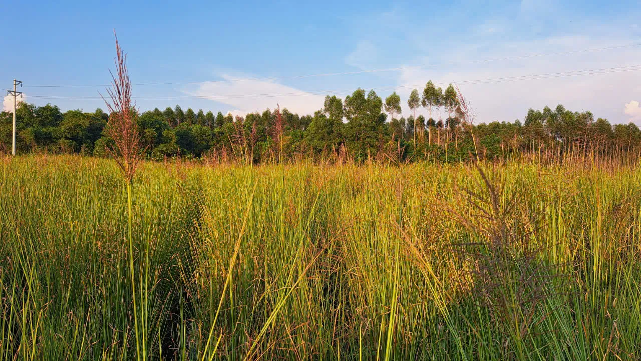 Ruộng cỏ Vetiver trưởng thành trổ bông trong nắng chiều tại vườn giống OlaFarm