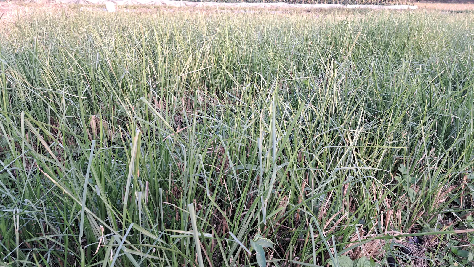 Ruộng cỏ Vetiver xanh mọc lại sau cắt tỉa trải rộng, dải màng phủ trắng và ruộng ngô phía xa. Giống cỏ Vetiver cải tạo đất canh tác do OlaFarm cung cấp