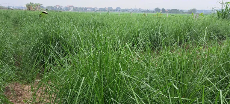 Ruộng cỏ Vetiver xanh tốt cao ngang ngực trải rộng tới xóm làng phía chân trời, một nông dân đội nón lá thấp thoáng bên trái, toàn cảnh