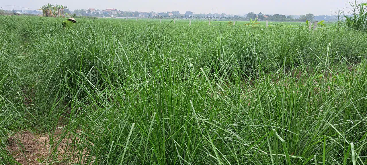 Ruộng giống cỏ Vetiver xanh tốt cao ngang ngực trải rộng tới xóm làng phía chân trời