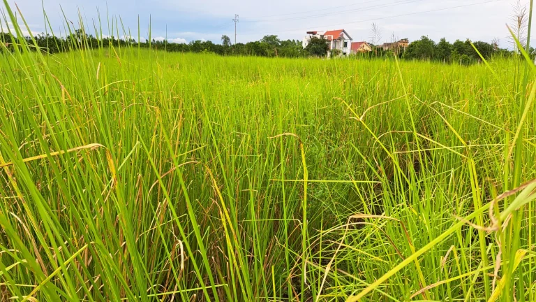 Ruộng vetiver xanh vàng tươi dưới trời xanh mây trắng, nhà mái đỏ và cột điện phía xa, toàn cảnh góc thấp