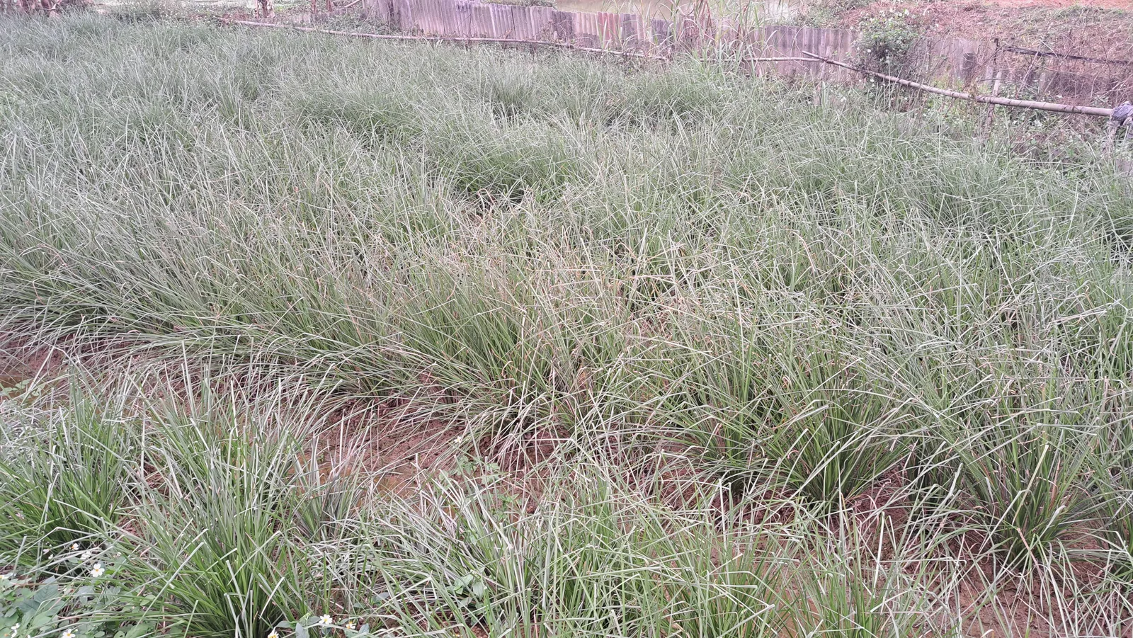 Vườn ươm cỏ Vetiver của OlaFarm với các luống cỏ giống và lối đi đất đỏ