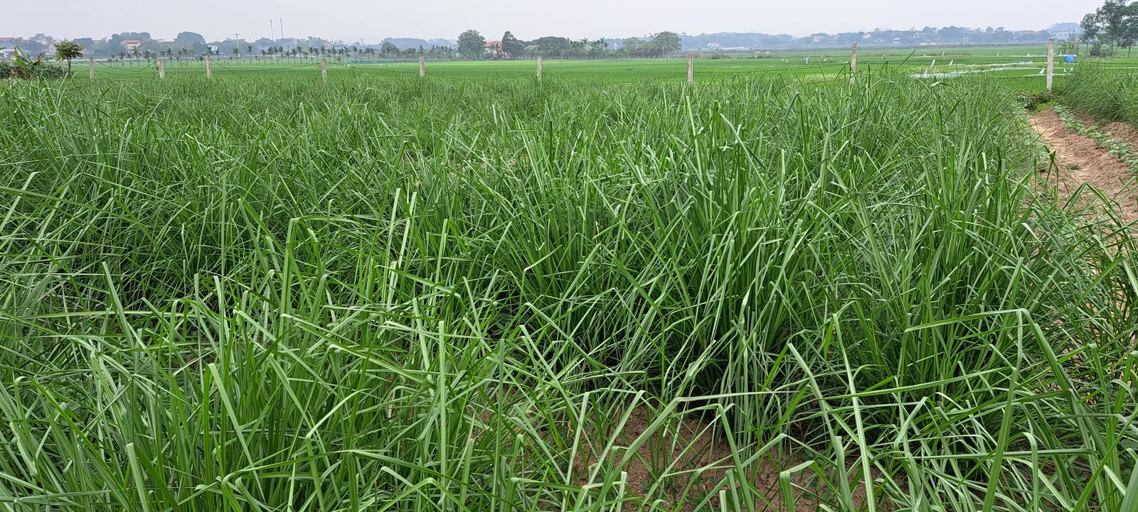 Cỏ Vetiver chống xói mòn: cơ chế, khoảng cách trồng và cách bố trí băng cỏ
