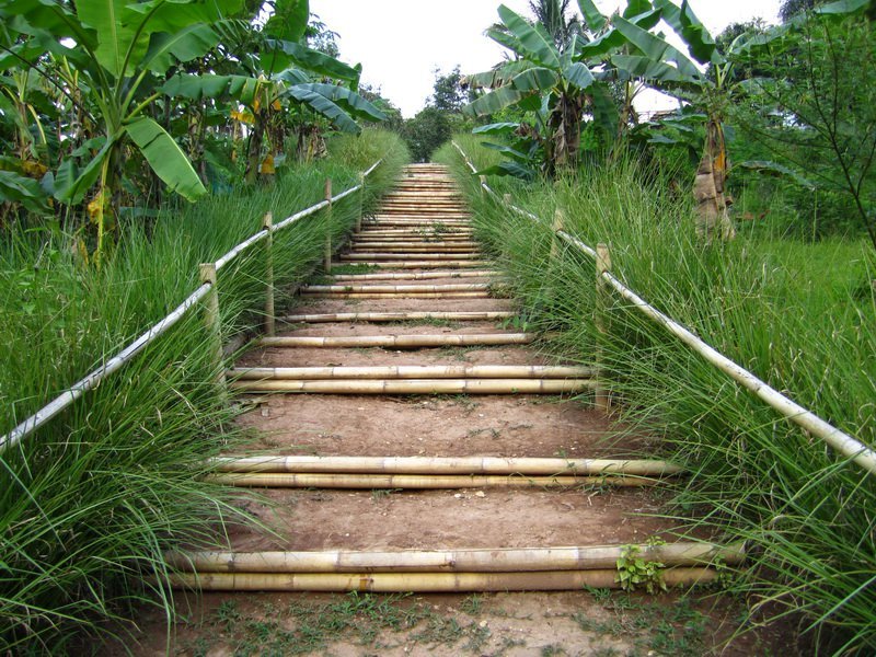 Hai băng cỏ Vetiver chạy dọc hai bên lối đi bậc tre giữa vườn chuối