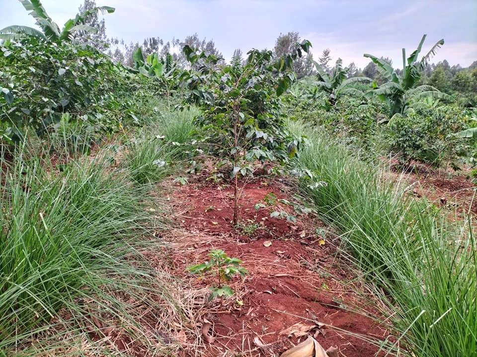 Cây cà phê con trồng giữa hai băng cỏ Vetiver trên nền đất đỏ, vườn chuối phía sau