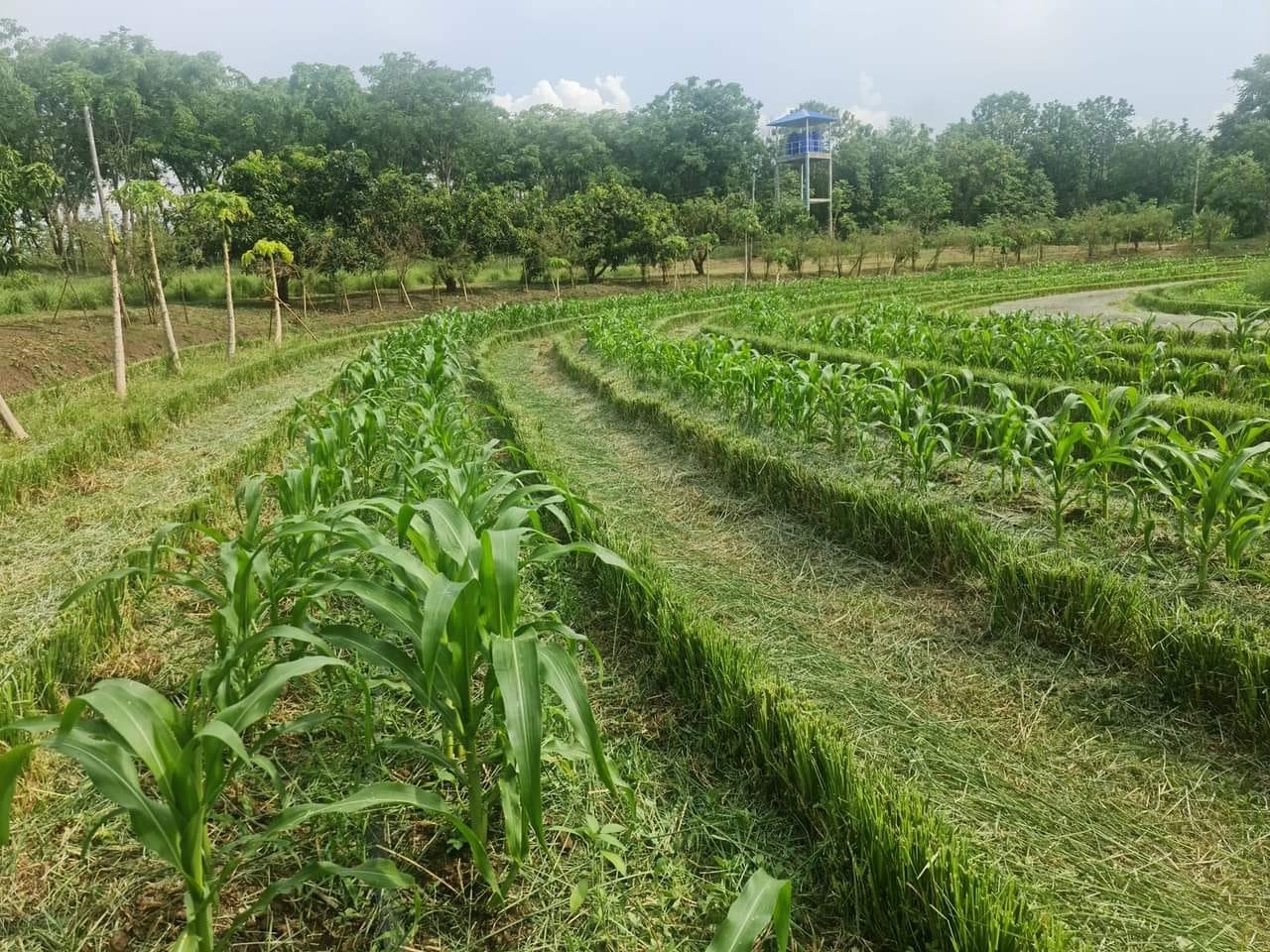 Các luống ngô xen kẽ với băng cỏ Vetiver vừa cắt chạy theo đường đồng mức trên ruộng