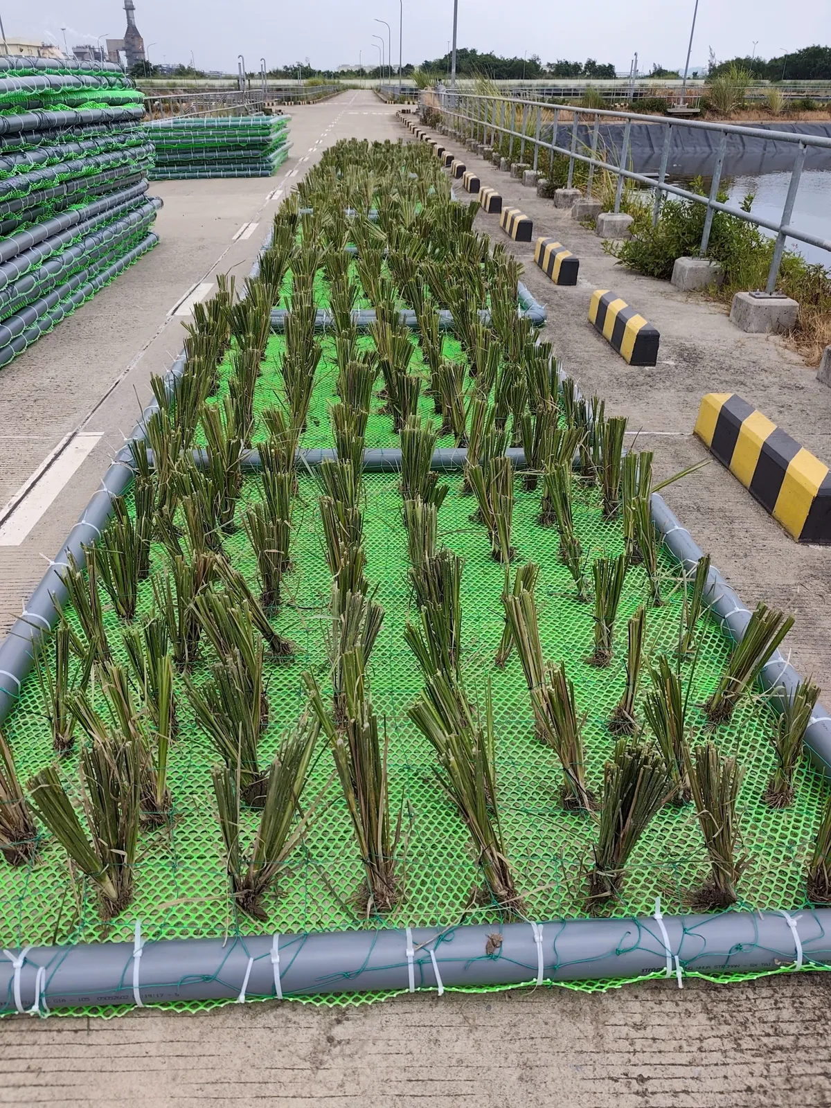 Bè nổi khung ống nhựa đã cấy khóm cỏ Vetiver xếp dọc bờ hồ xử lý nước thải
