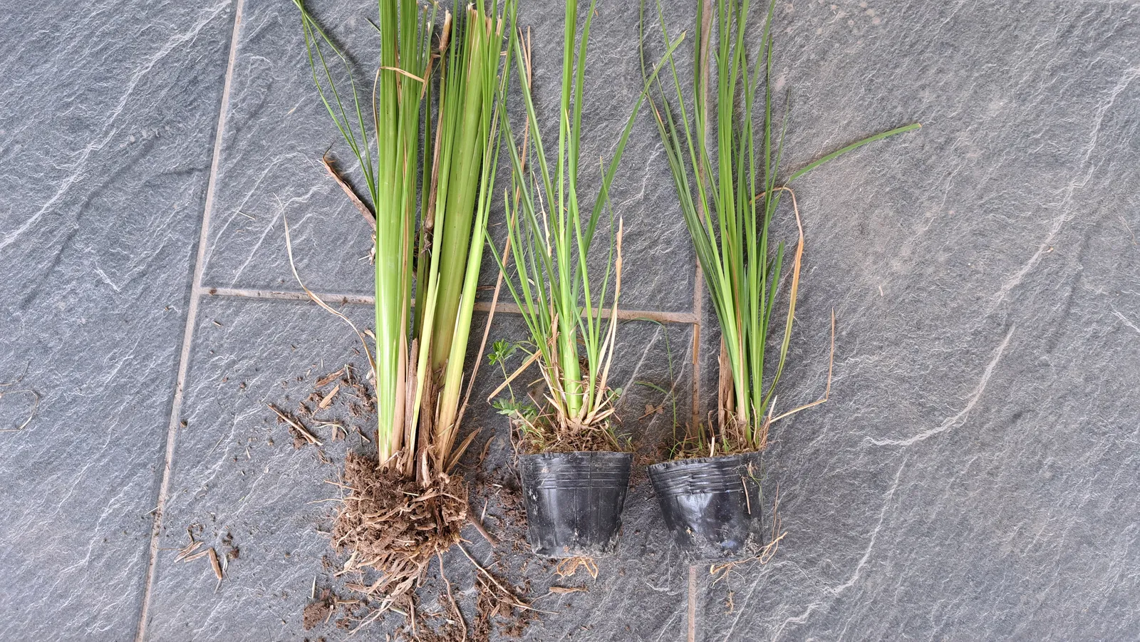 Ba dạng giống cỏ Vetiver đặt cạnh nhau gồm khóm rễ trần và hai cây trong bầu ươm