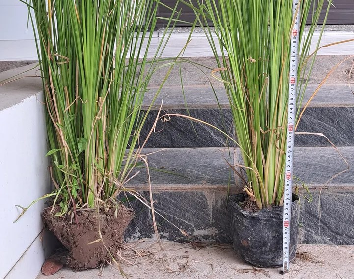 Hai cây giống cỏ Vetiver khi xuất vườn, bầu đất trần bên trái và bầu nhựa đen bên phải, đặt cạnh thước đo