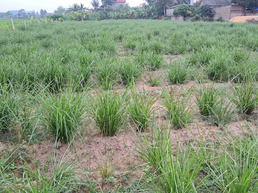 Ruộng cỏ Vetiver trồng thành khóm hàng thẳng trên đất cát tại vườn giống OlaFarm