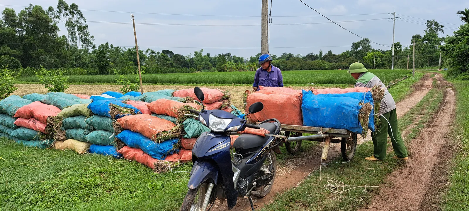 Hai nhân công chất bao tải hom giống cỏ Vetiver từ bãi tập kết lên xe cải tiến ven đường