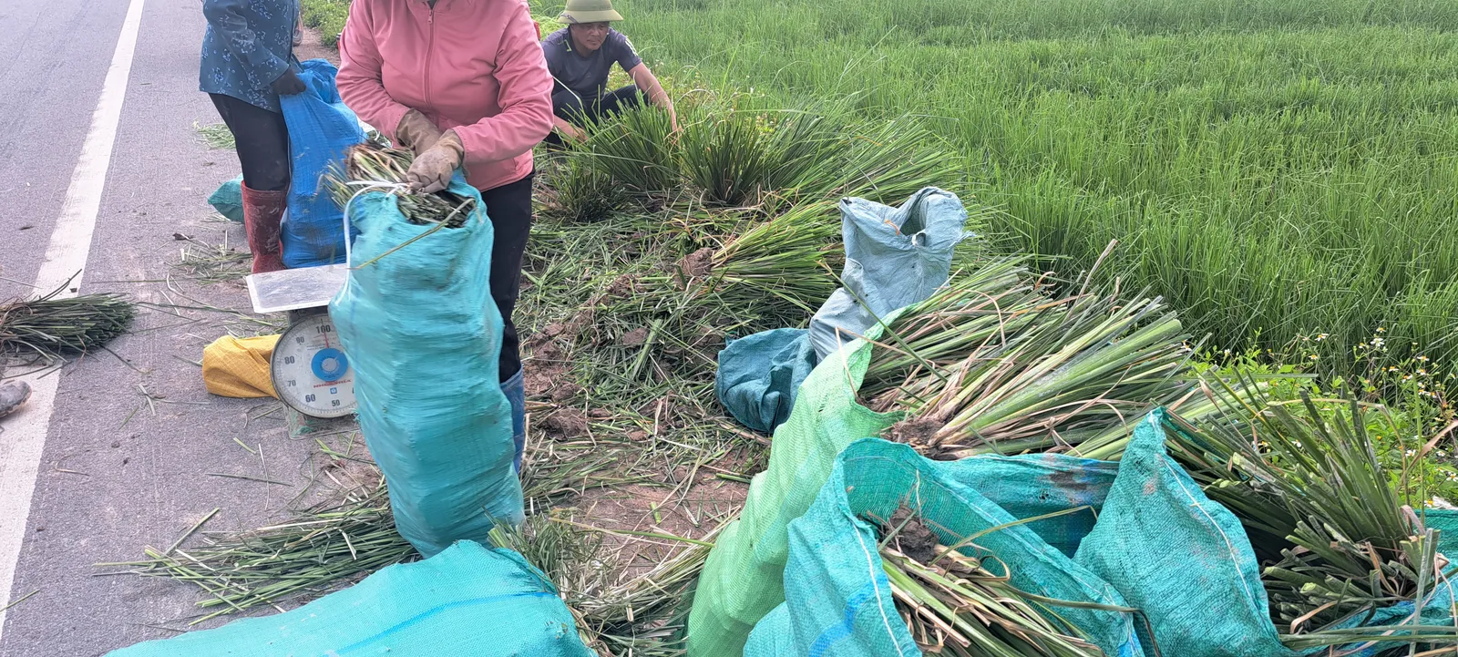 Nhân công đóng hom giống cỏ Vetiver vào bao tải và cân bằng cân đồng hồ bên ruộng giống