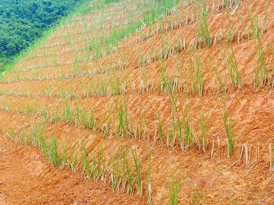 Mái taluy đất đỏ với nhiều hàng cỏ Vetiver mới trồng chạy ngang theo đường đồng mức, một góc mái đã phủ xanh
