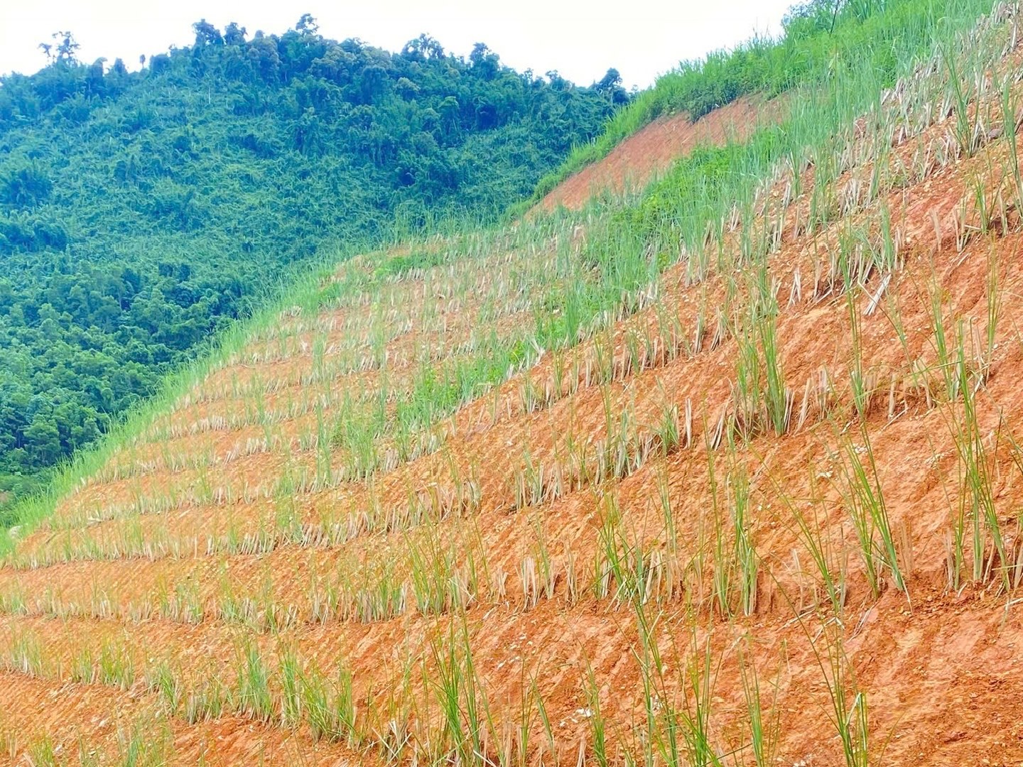 Mái taluy đất đỏ trồng cỏ Vetiver thành nhiều hàng ngang, phần sườn phía trên cỏ đã lên xanh phủ kín