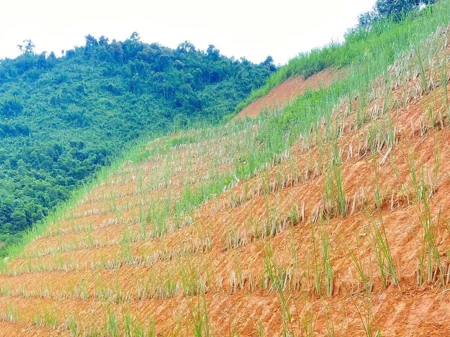 Mái taluy đất đỏ với nhiều hàng cỏ Vetiver trồng ngang theo đường đồng mức để chống sạt lở đất
