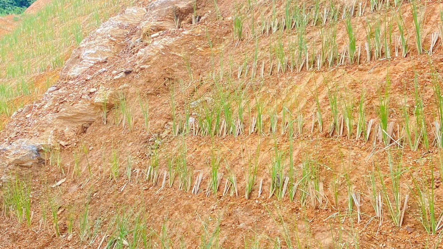 Cơ chế chống sạt lở của cỏ Vetiver: rễ giữ đất bằng cách nào