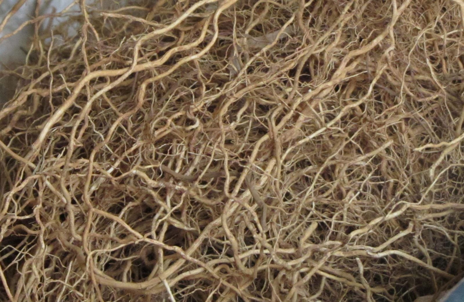 Cận cảnh khối rễ cỏ Vetiver với hàng nghìn sợi rễ mảnh đan dày vào nhau