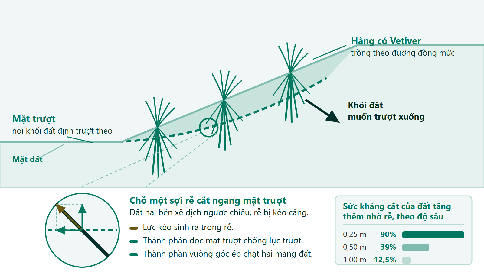Hình cắt ngang mái dốc minh hoạ cơ chế chống sạt lở của cỏ Vetiver, rễ cắt qua mặt trượt và lực kéo trong rễ tách thành hai thành phần
