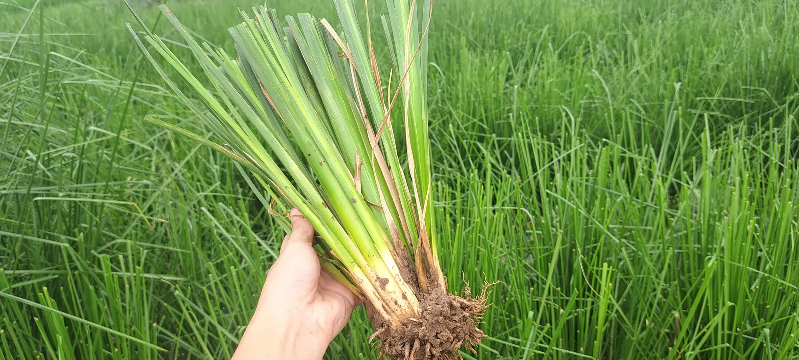 Hom giống cỏ Vetiver được kiểm tra và đo trước khi chốt đơn