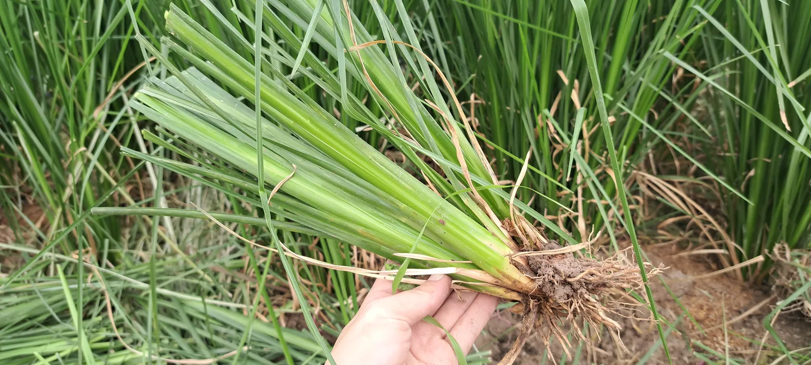 Bó hom giống cỏ Vetiver vừa tách khỏi khóm mẹ, thân đã cắt gọn và gốc còn nguyên bầu rễ