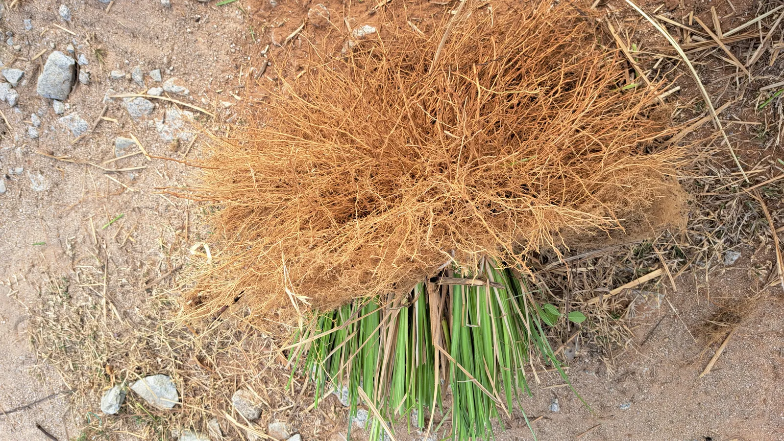 Khóm cỏ Vetiver lá xanh cắt ngắn với bộ rễ vàng cam xoè rộng phủ trên nền đất đỏ khô cằn, chụp từ trên xuống