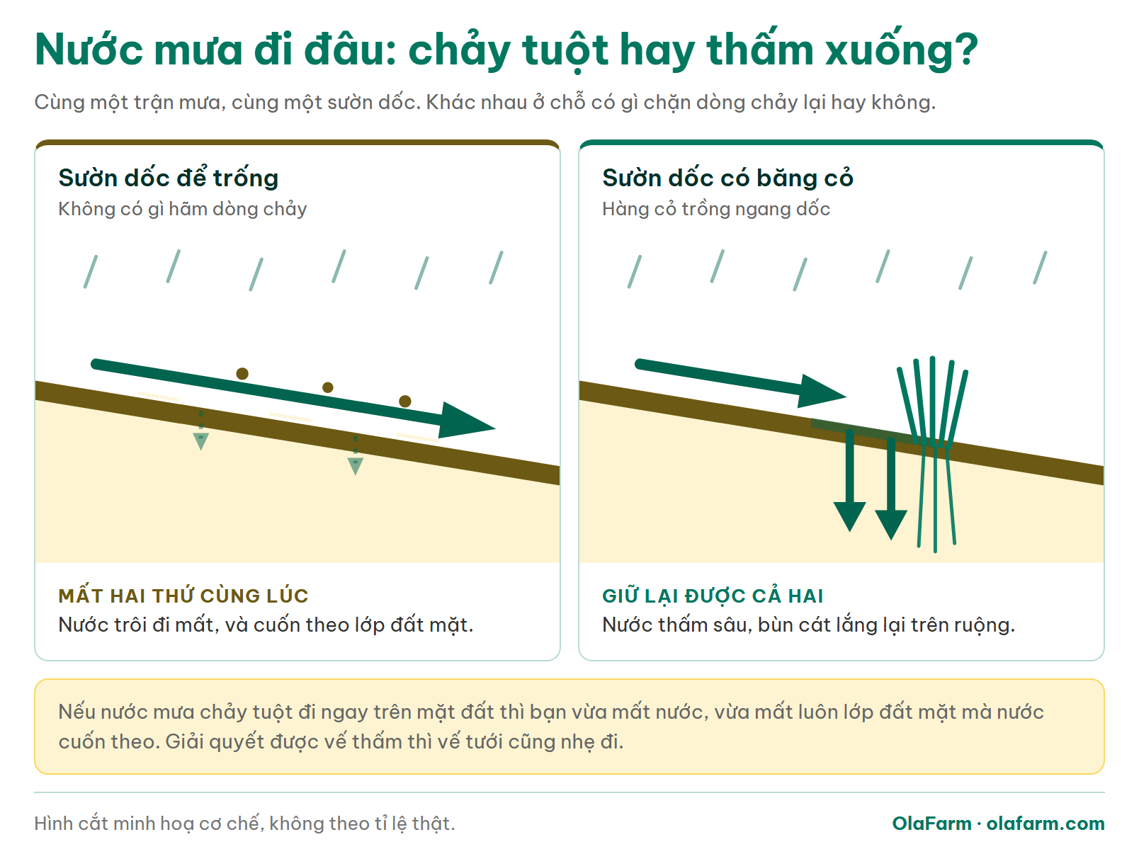 Hình cắt so sánh sườn dốc để trống và sườn dốc có băng cỏ, cho thấy nước mưa chảy tuột hay thấm xuống đất