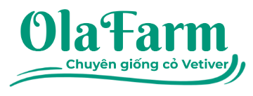 OlaFarm — chuyên giống cỏ Vetiver