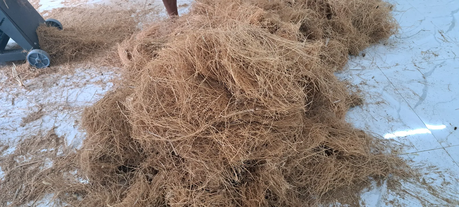 Rễ cỏ Vetiver dùng chưng cất tinh dầu