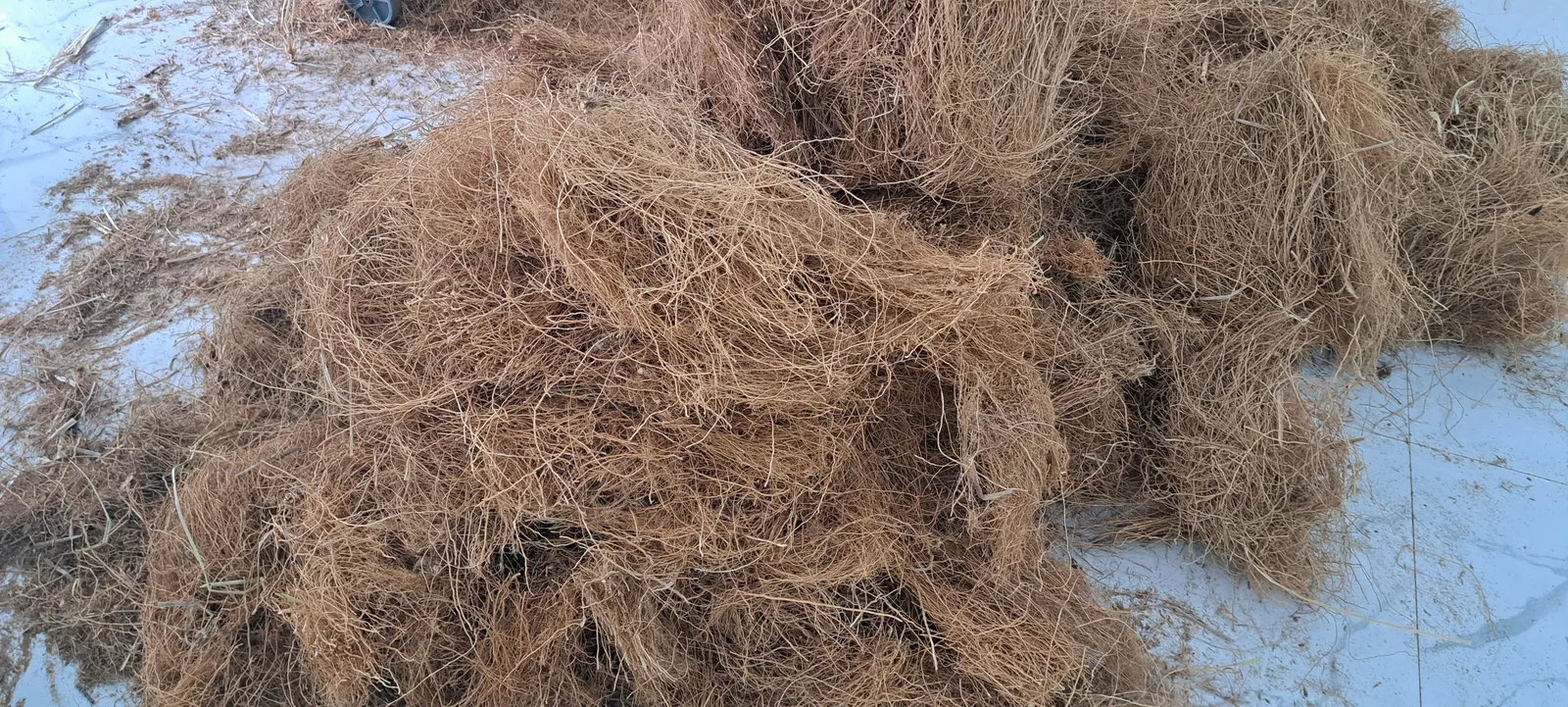 Rễ cỏ Vetiver khô tơi màu vàng nâu trải rộng trên nền gạch men trắng tại xưởng OlaFarm