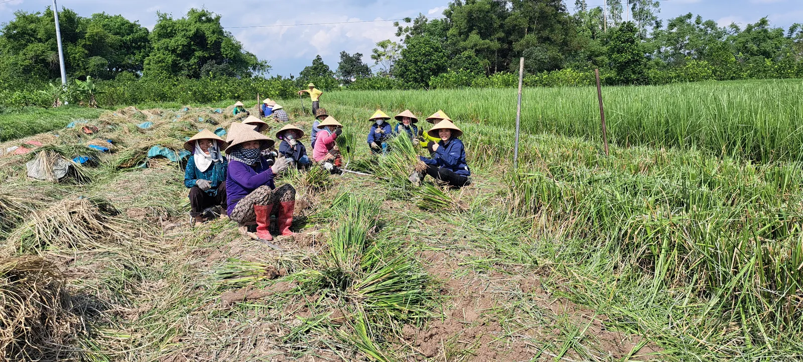 Nhóm nhân công OlaFarm đội nón lá ngồi tách hom giống cỏ Vetiver giữa ruộng vừa thu hoạch