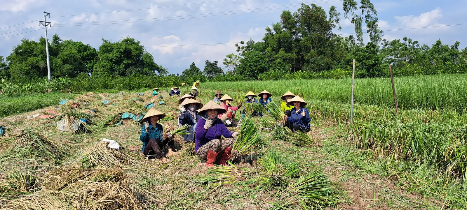 Nhóm nhân công OlaFarm đội nón lá ngồi tách hom giống cỏ Vetiver, người giữa ôm bó hom lớn