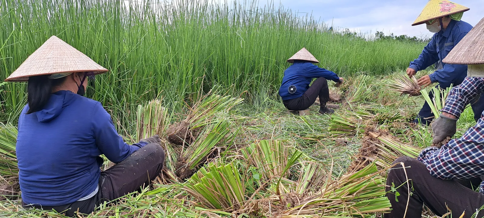 Nhiều bó hom giống cỏ Vetiver thành phẩm xếp phía trước, ba nhân công ngồi tách hom, rặng Vetiver cao làm nền phía sau