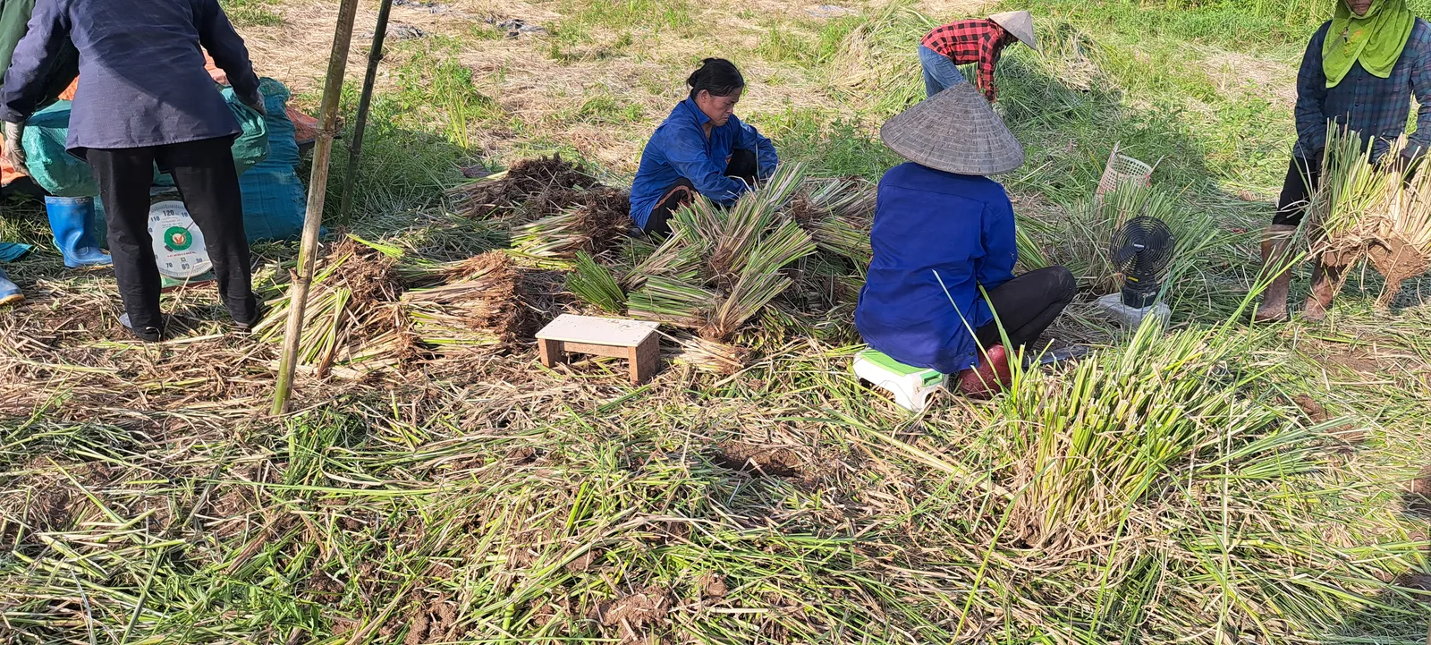 Nhóm nhân công ngồi tách hom quanh ghế gỗ nhỏ, một người đứng cân bao tải hom giống cỏ Vetiver bằng cân đồng hồ