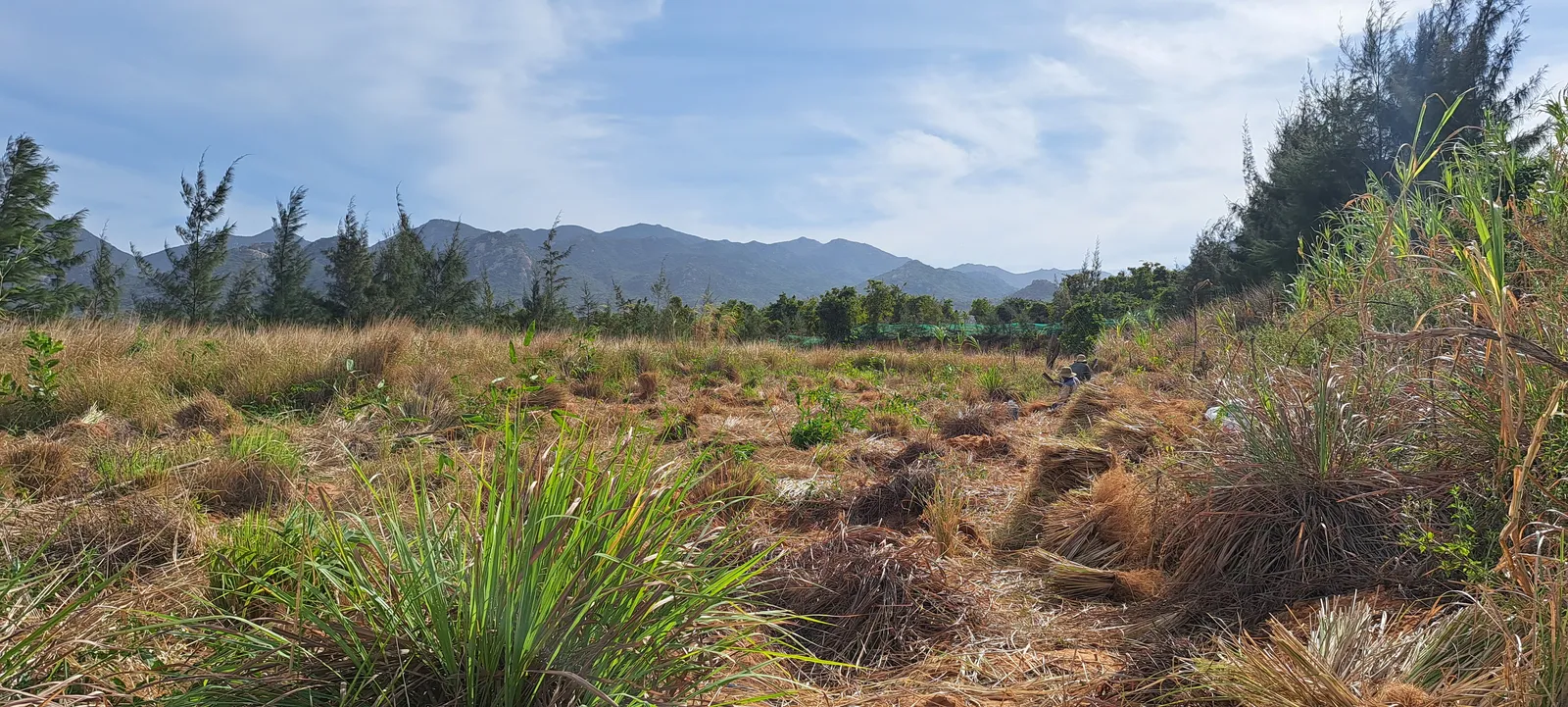 Bãi cỏ Vetiver đang thu hoạch dở với các đống bó khô xếp thành dải trên nền đất khô, dãy núi xanh và trời nhiều mây phía xa