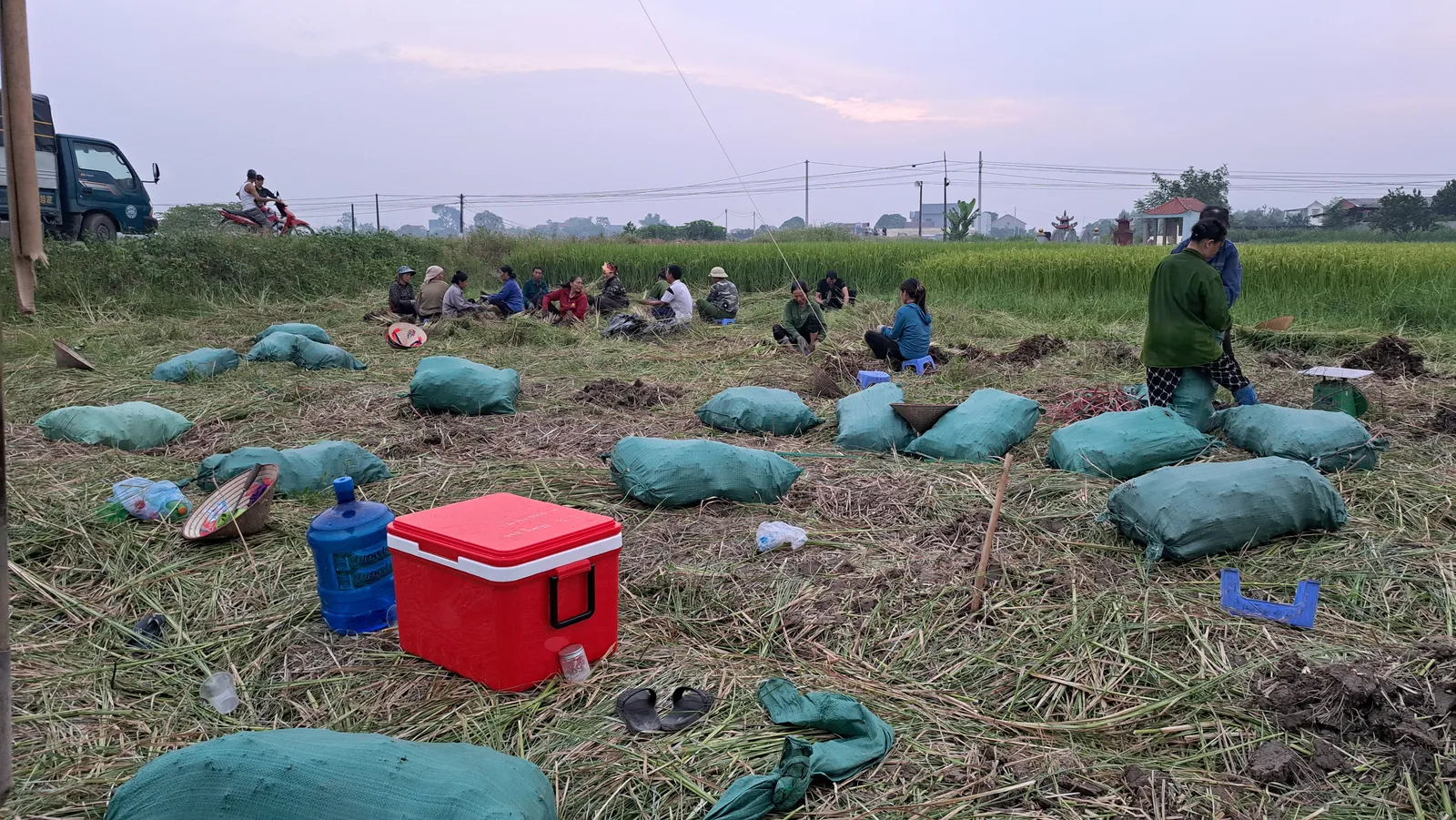 Hom giống cỏ Vetiver được đóng bao giữ ẩm theo lô