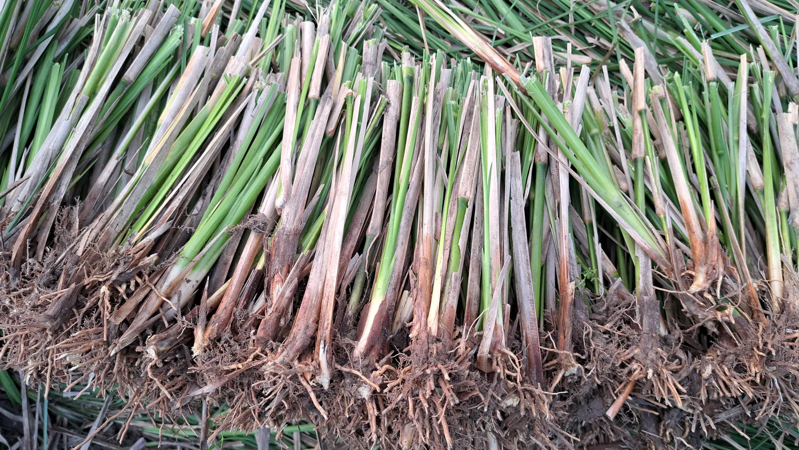 Cận cảnh bó hom giống cỏ Vetiver cắt ngắn lộ thân xanh trắng và chùm rễ đất nâu bám dưới gốc