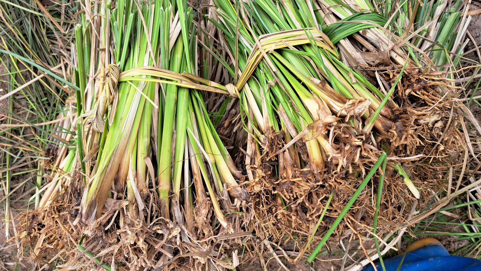 Hai bó hom giống cỏ Vetiver buộc bằng lá đặt nằm trên đất, thân lá xanh phần gốc còn chùm rễ vàng nâu, dạng giống thường dùng khi thi công vetiver mùa mưa