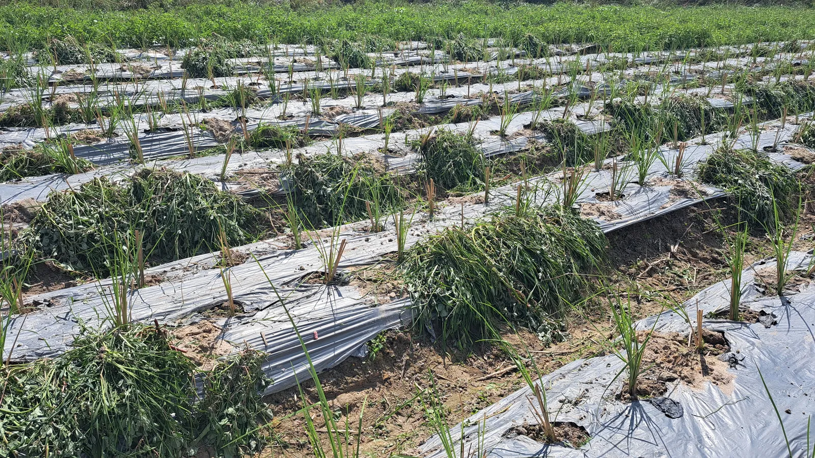 Ruộng hom cỏ Vetiver mới trồng trên luống màng phủ, có cỏ tươi đắp giữ ẩm và cỏ dại mọc xanh xung quanh