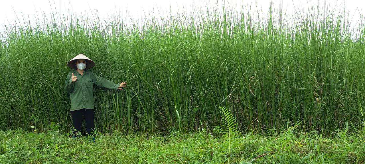 Ruộng nhân giống cỏ Vetiver dòng Songkhla 3 tại vườn OlaFarm